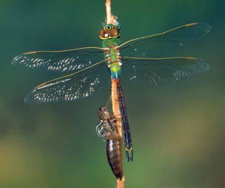 Do dragonflies die in the cold?