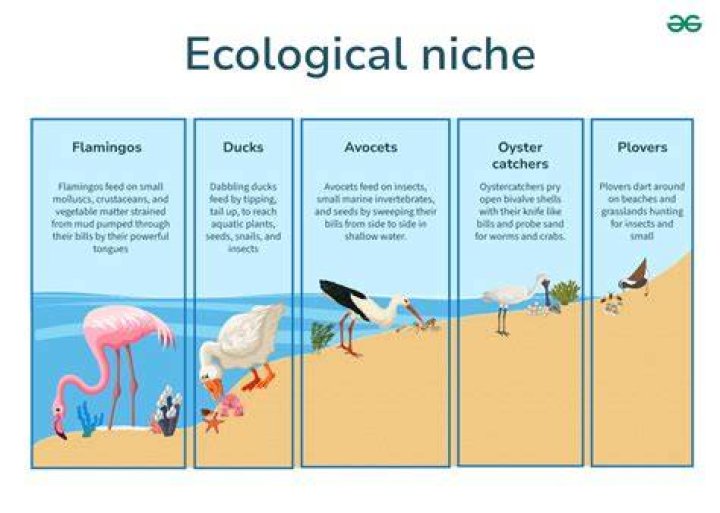 What are some examples niches?
