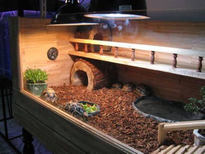 What do you put in a sulcata tortoise cage?