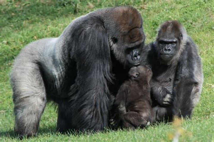 What is the habitat of a western lowland gorilla?